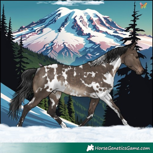 Horse Color:White Spotted Brown Dun Rabicano