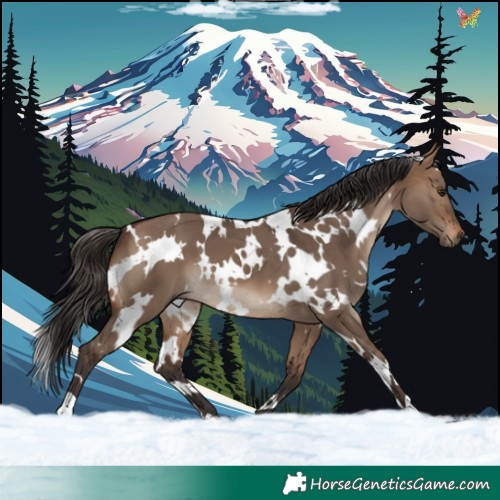 Horse Color:White Spotted Brown Dun 