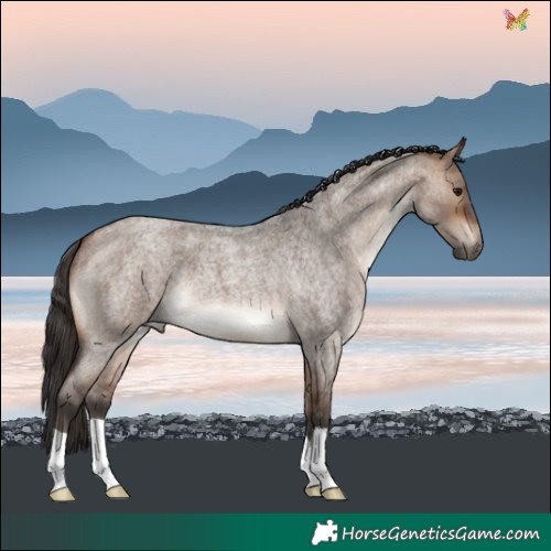 Horse Color:Bay Roan Dun