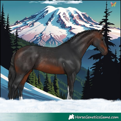 Horse Color:Brown Tobiano Rabicano