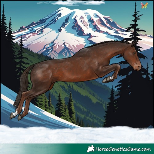 Horse Color:Liver Chestnut Appaloosa