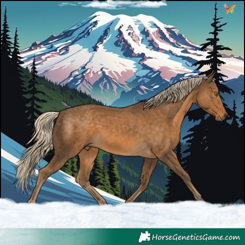 Horse Color:Chocolate Palomino