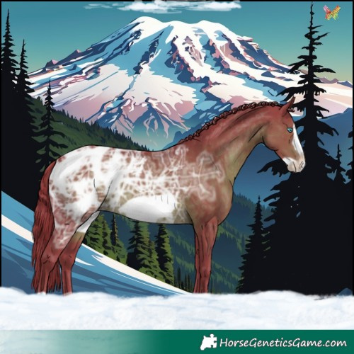 Horse Color:Watercolor Liver Chestnut Ice Frame Appaloosa