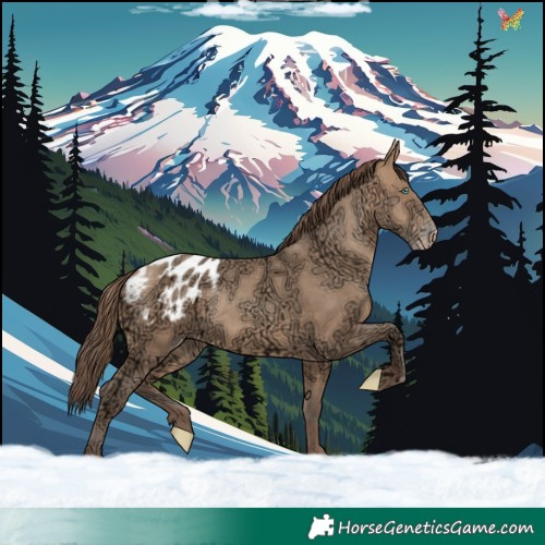 Horse Color:Amber Champagne Ice Appaloosa 