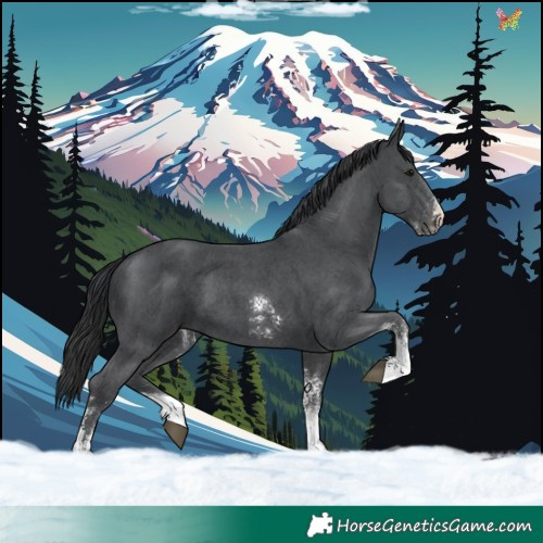 Horse Color:Black Sabino 