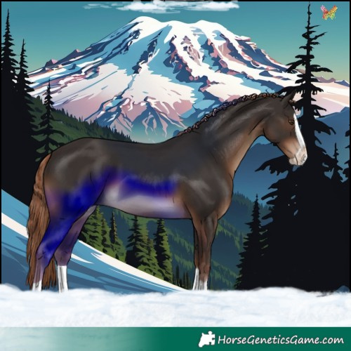 Horse Color:Liver Chestnut Splash 