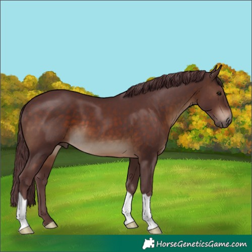 Horse Color:Chocolate Brown