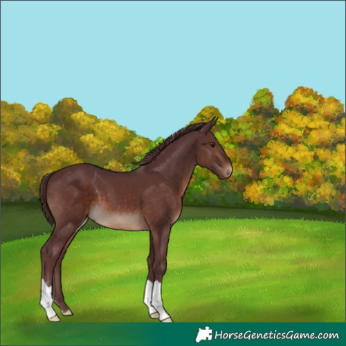 Horse Color:Chocolate Brown