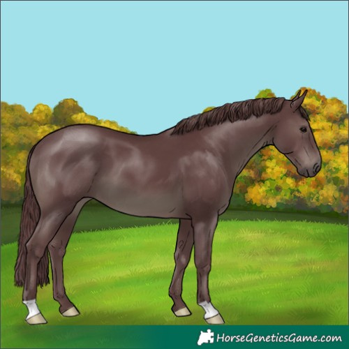 Horse Color:Chocolate Black