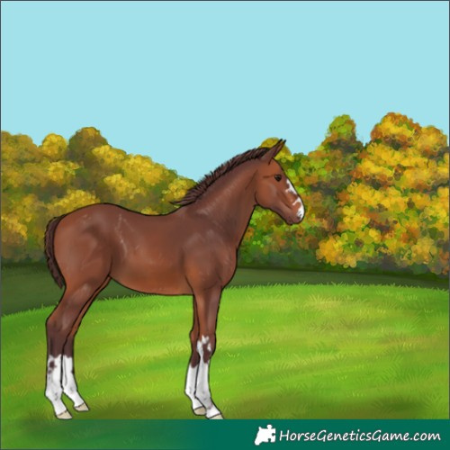 Horse Color:Chocolate Bay 