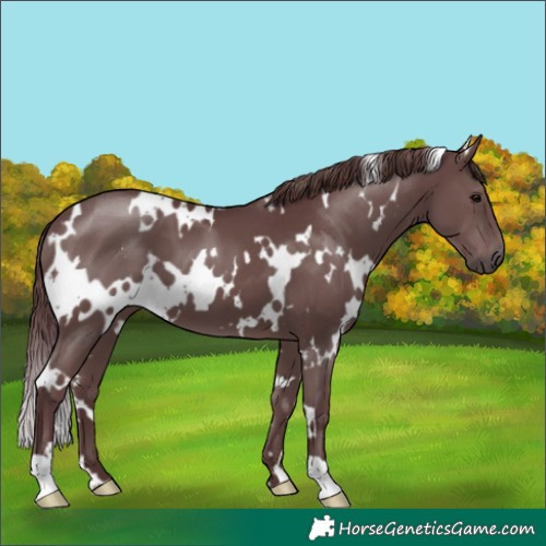 Horse Color:White Spotted Chocolate Black 