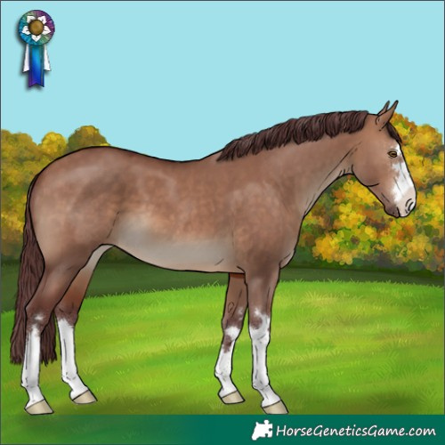 Horse Color:Chocolate Brown Dun