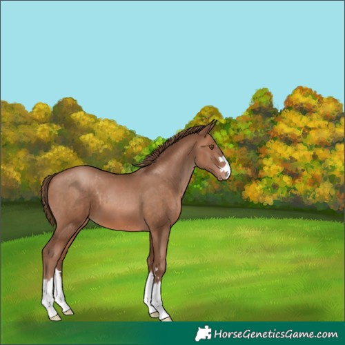 Horse Color:Brown Pearl 