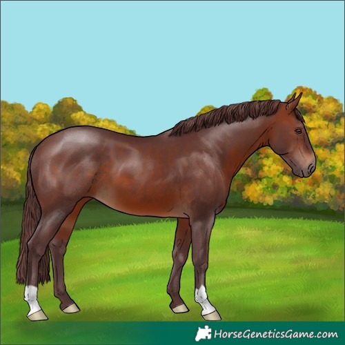 Horse Color:Chocolate Brown 