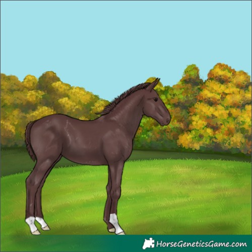 Horse Color:Chocolate Black 