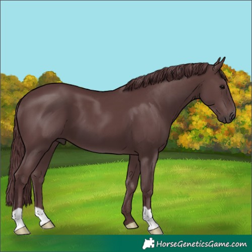 Horse Color:Chocolate Black