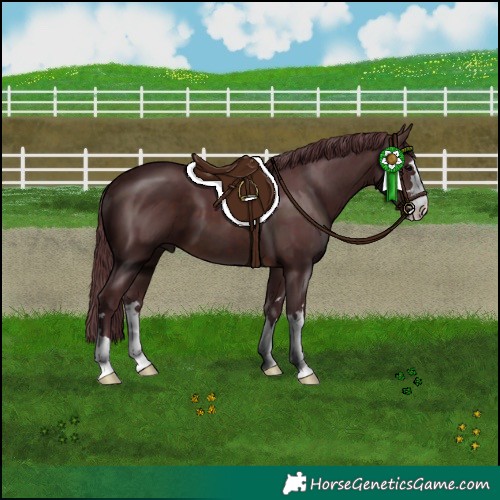 Horse Color:Chocolate Brown