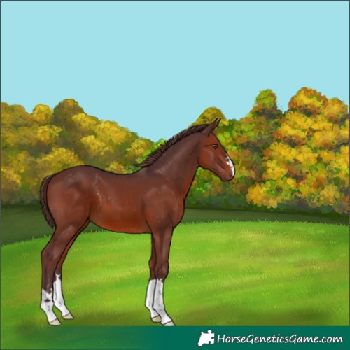 Horse Color:Chocolate Brown 
