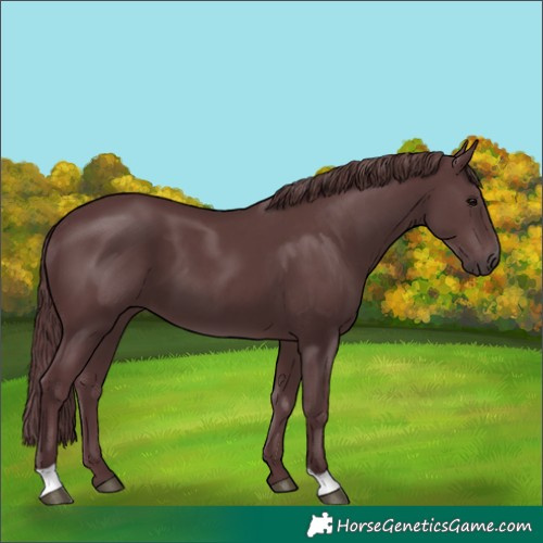 Horse Color:Chocolate Black