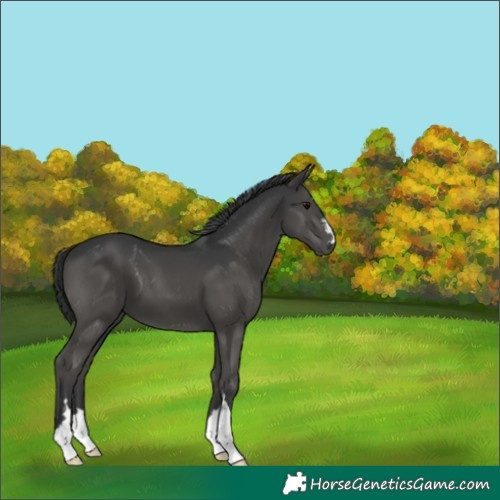 Horse Color:Black 