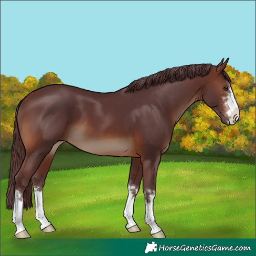 Horse Color:Chocolate Brown