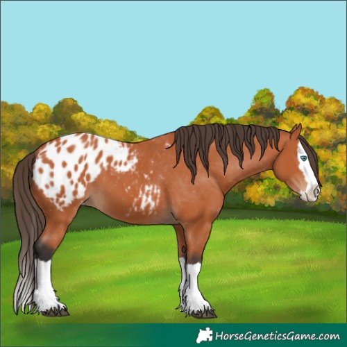 Horse Color:Bay Splash Blanket
