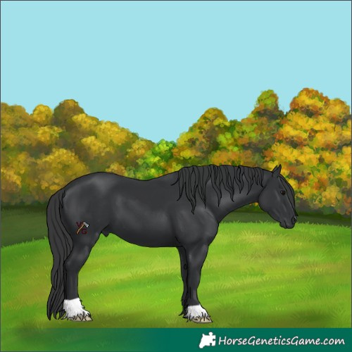 Horse Color:Black 