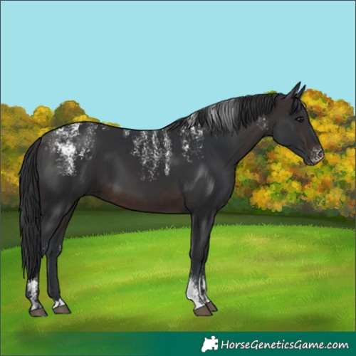Horse Color:Powder White Brown