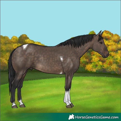 Horse Color:Brown Dun Tobiano Rabicano