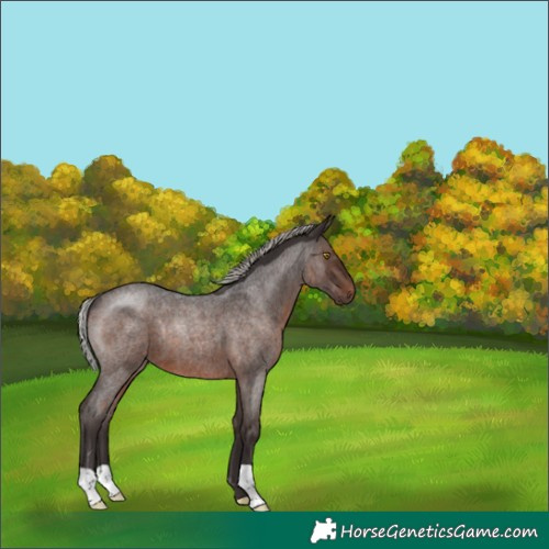 Horse Color:Silver Brown Roan