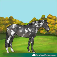 Horse Color:White Spotted Black Rabicano