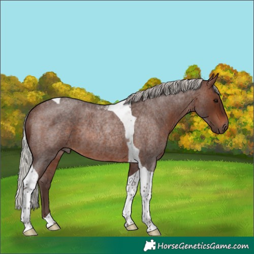 Horse Color:Silver Brown Roan Tobiano Rabicano