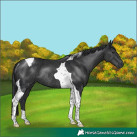 Horse Color:Black Tobiano Rabicano