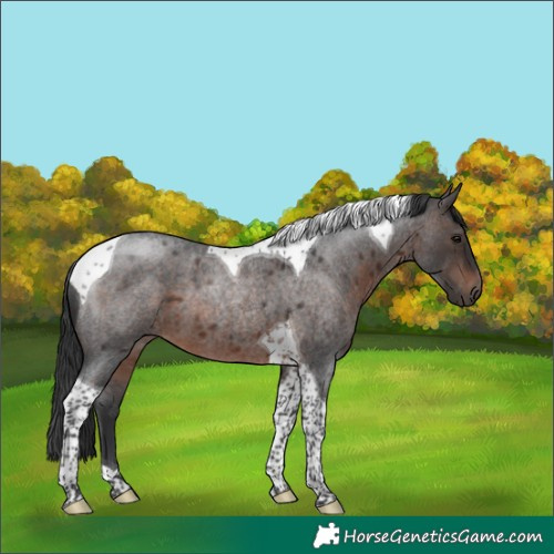 Horse Color:Brown Roan Tobiano 