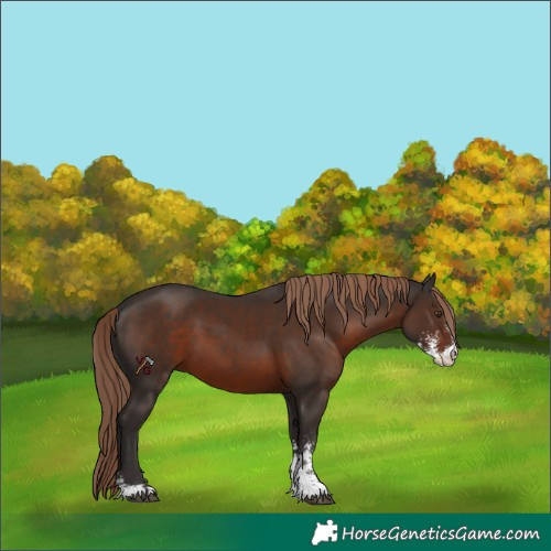 Horse Color:Liver Chestnut Sabino 