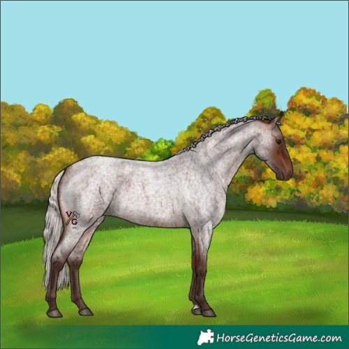 Horse Color:Silver Brown Roan