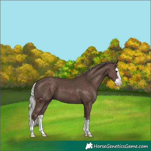 Horse Color:Silver Black Splash 
