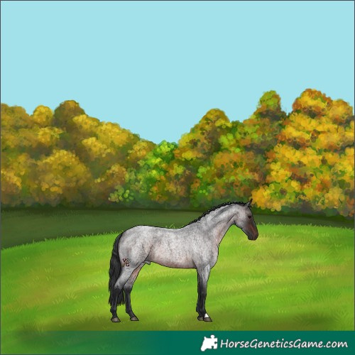 Horse Color:Brown Roan