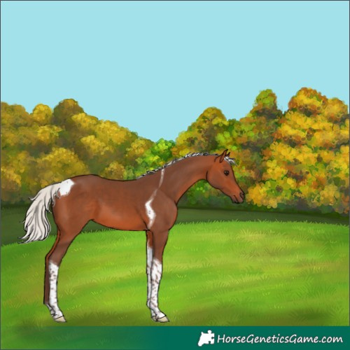 Horse Color:Silver Bay Tobiano 