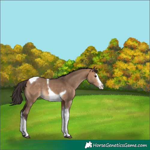 Horse Color:Bay Dun Splash Tobiano