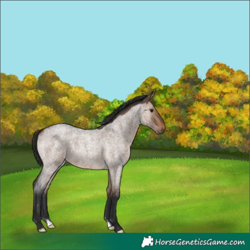 Horse Color:Bay Roan Dun Rabicano 