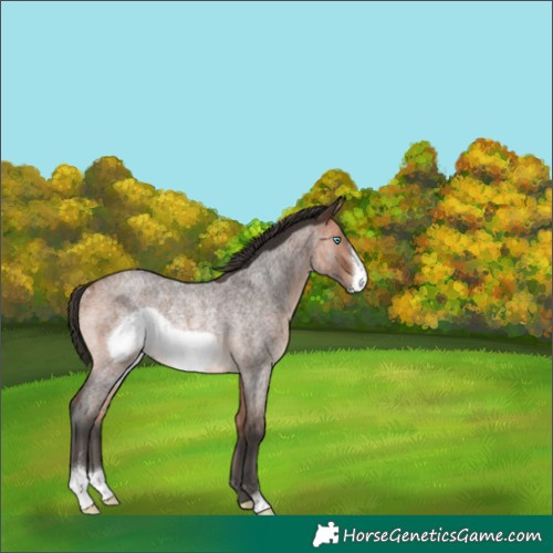 Horse Color:Bay Roan Frame Rabicano 