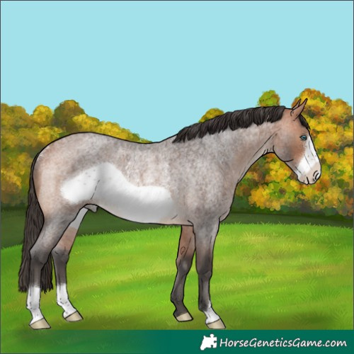 Horse Color:Bay Roan Frame Rabicano 