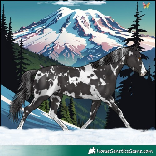 Horse Color:White Spotted Smoky Black 