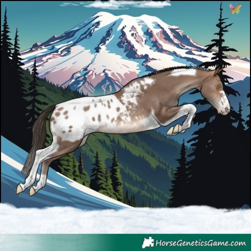 Horse Color:Sable Champagne Tobiano Appaloosa Rabicano