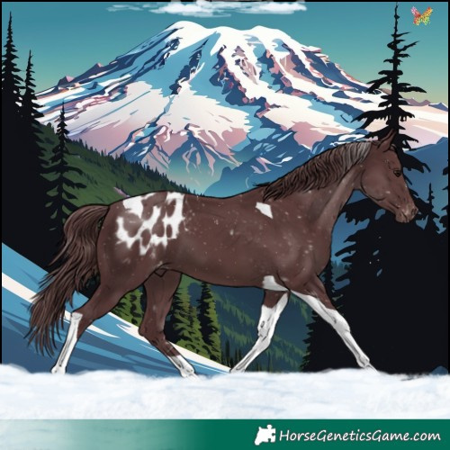 Horse Color:Chocolate Black Tobiano Appaloosa