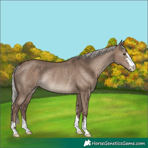 Horse Color:Silver Grullo Rabicano 