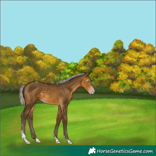 Horse Color:Gray Silver Sable Cream Champagne Tobiano 