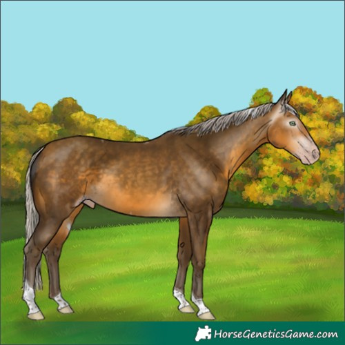 Horse Color:Gray Silver Sable Cream Champagne Tobiano