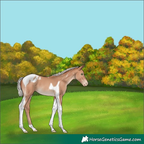 Horse Color:Silver Sable Champagne Tobiano Appaloosa 